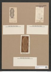 Navicula sp. (de-Toni-Nr.: Genus 1) Zeichnungen Sammlung Grunow Nr. 1338 (NHMW-BOT-W0368270)